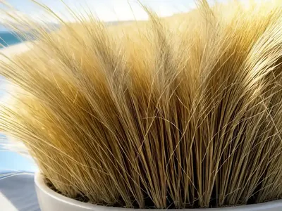 Festuca Ovina (Sheep Fescue)