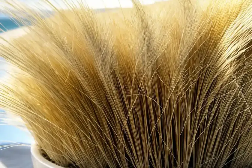 Festuca ovina (sheep fescue)