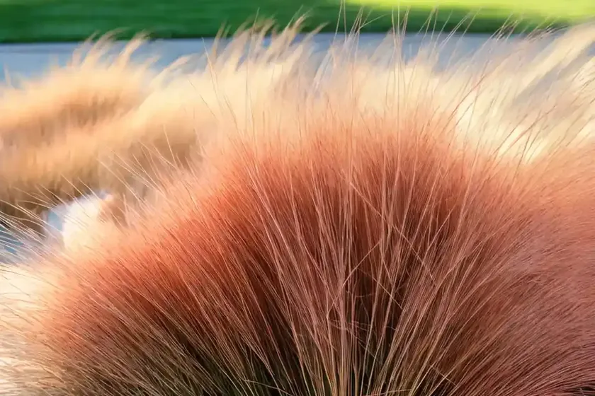 Festuca rubra (red fescue) — photo 3