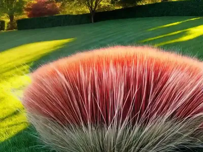 Festuca Rubra (Red Fescue)