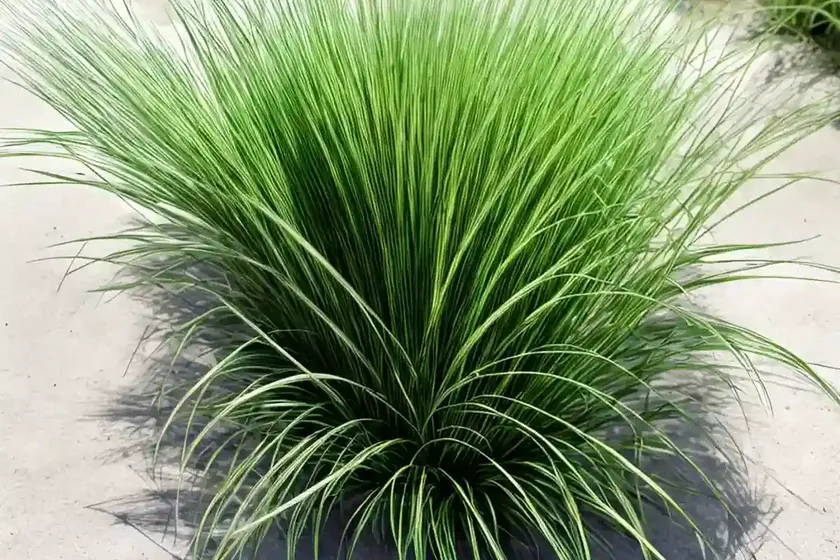 Fiber optic grass (isolepis cernua) — photo 2