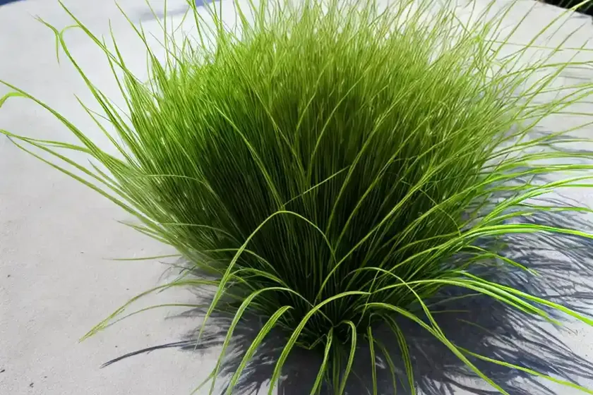 Fiber optic grass (isolepis cernua) — photo 3
