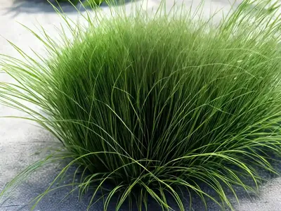 Fiber Optic Grass (Isolepis Cernua)