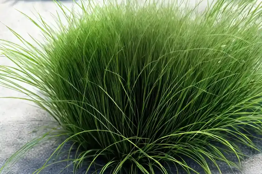 Fiber optic grass (isolepis cernua)