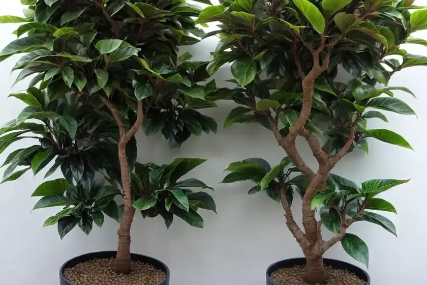 Ficus abidjan (ficus elastica “abidjan”) — photo 2