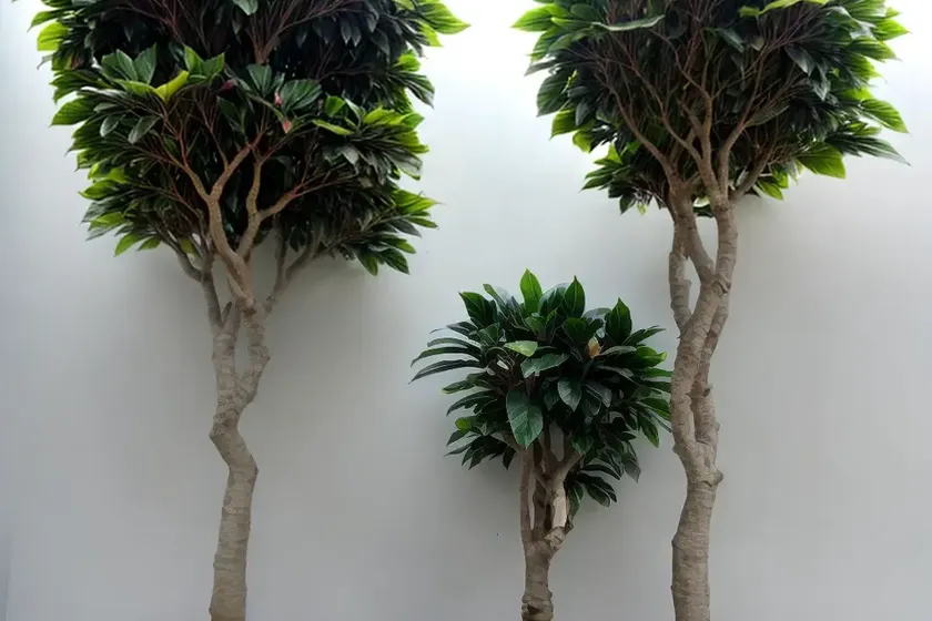 Ficus alii (ficus maclellandii)