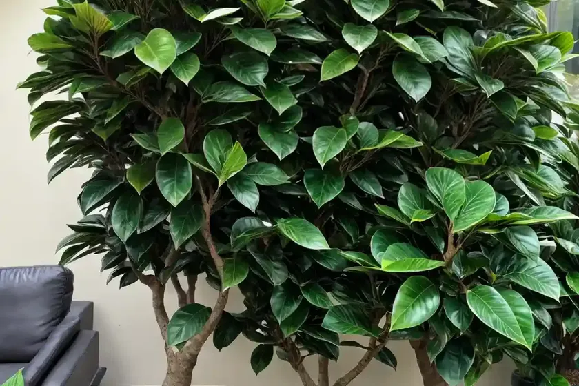 Ficus emerald (ficus emerald standard) — photo 3