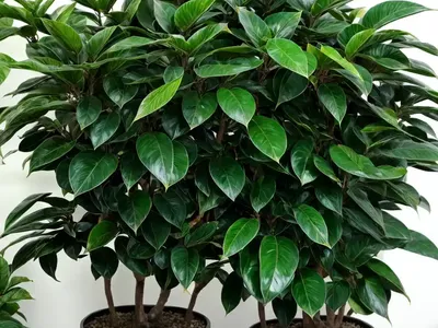 Ficus Emerald (Ficus Emerald Standard)
