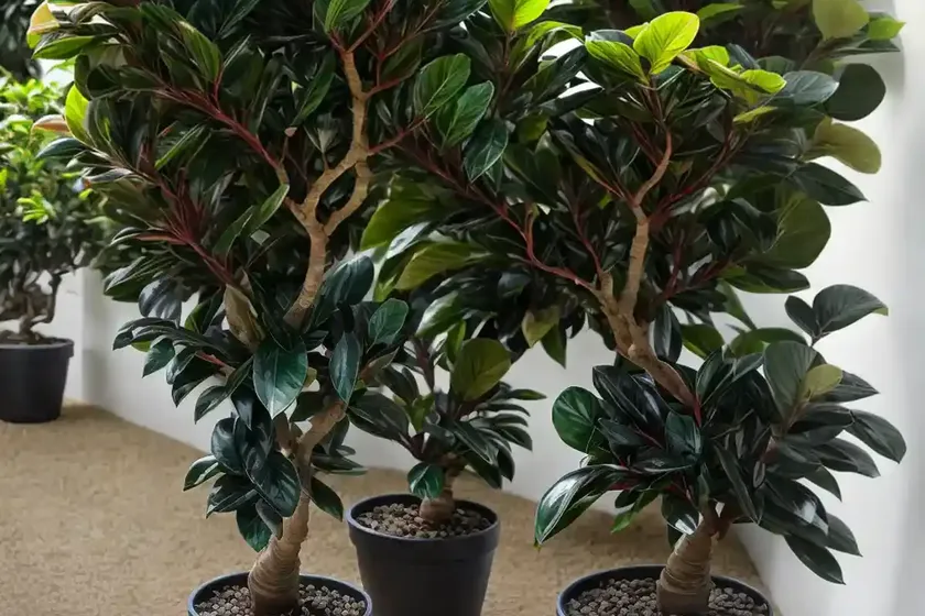 Ficus everest (ficus sp ‘everest’) — photo 2
