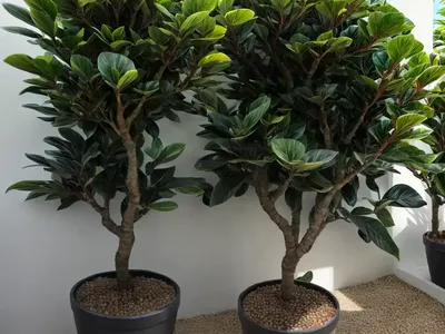 Ficus Everest (Ficus Sp ‘everest’)