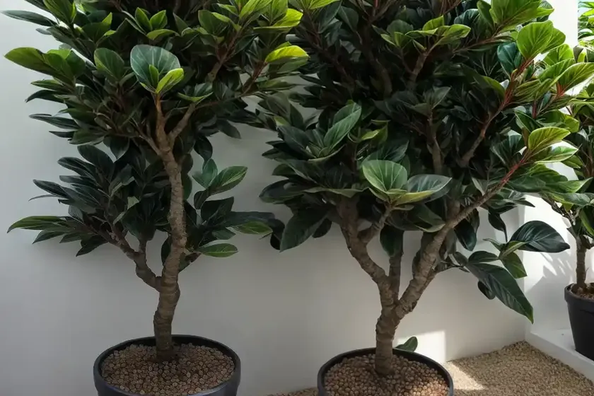 Ficus everest (ficus sp ‘everest’)