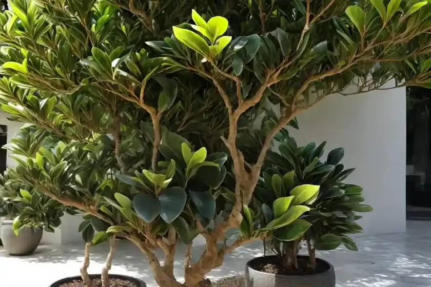 Ficus lingua (ficus buxifolia) — photo 3