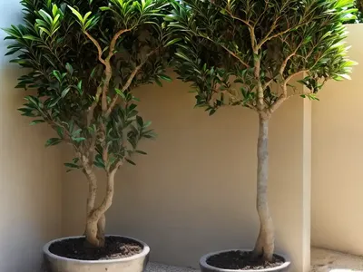 Ficus Lingua (Ficus Buxifolia)