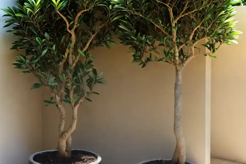 Ficus lingua (ficus buxifolia)