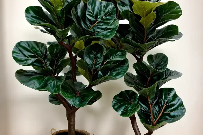 Ficus lyrata bambino (fiddle leaf fig) — photo 2