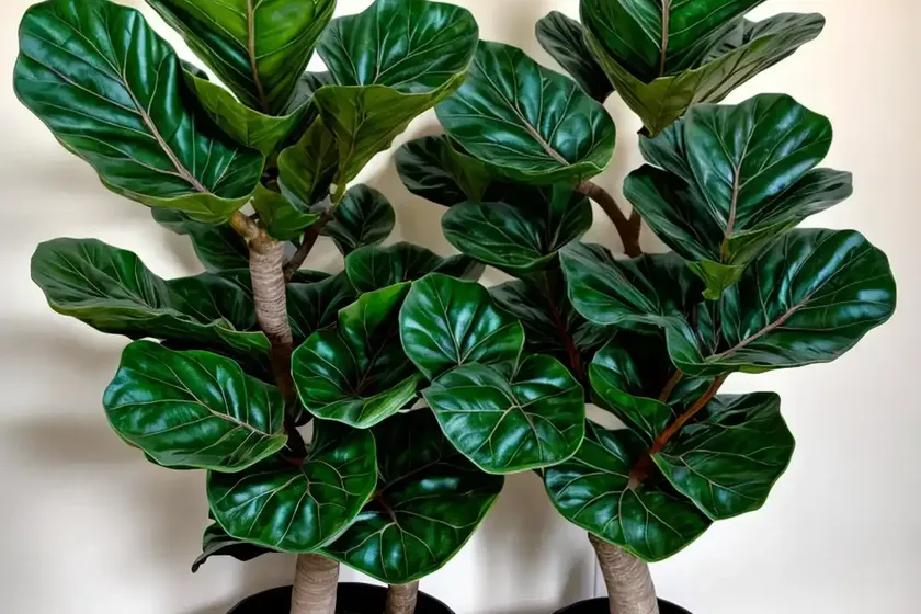 Ficus lyrata bambino (fiddle leaf fig) — photo 3