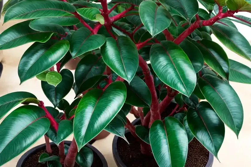 Ficus ruby (ficus elastica ‘ruby’) — photo 3
