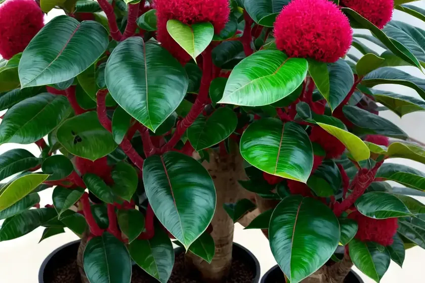 Ficus ruby (ficus elastica ‘ruby’)