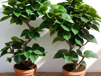 Ficus Umbellata (Ficus Umbellata Vahl)