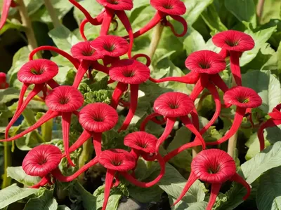 Fiddle Dock (Rumex Pulcher)