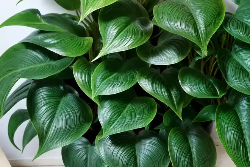 Fiddleleaf philodendron (philodendron panduriforme) — photo 2