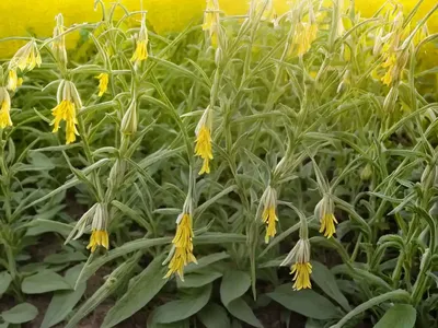 Field Cow-Wheat (Melampyrum Arvense)