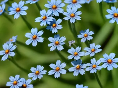 Field Forget-Me-Not (Myosotis Arvensis)