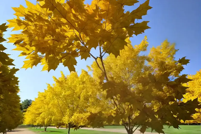 Field maple (acer campestre)