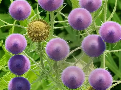 Field Milk Thistle (Sonchus Arvensis)