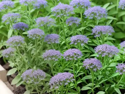 Field Pepperwort (Lepidium Campestre)