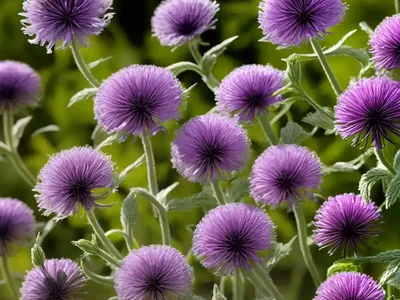 Field Scabious (Knautia Arvensis)