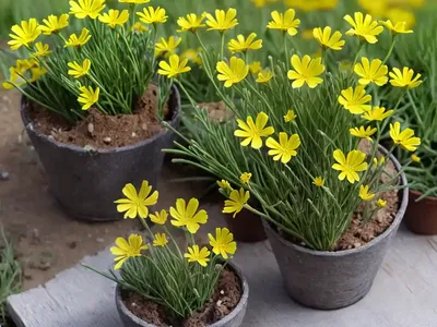 Field Yellow Star (Gagea Villosa)