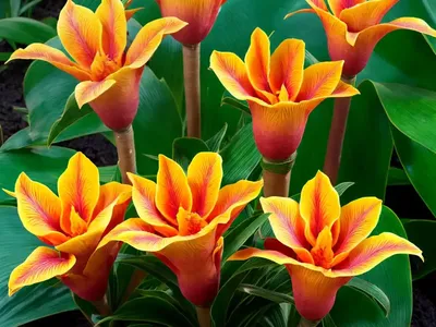 Fiery Costus (Chamaecostus Cuspidatus)
