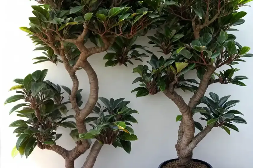 Fig (ficus microcarpa hillii) — photo 2