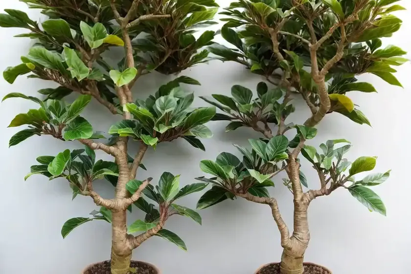 Fig (ficus microcarpa hillii) — photo 3