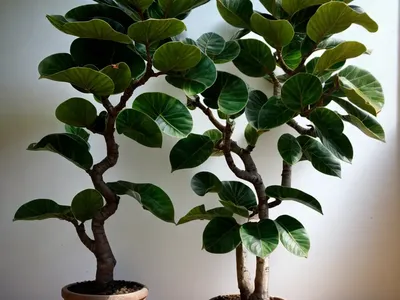 Fig (Ficus Microcarpa Hillii)