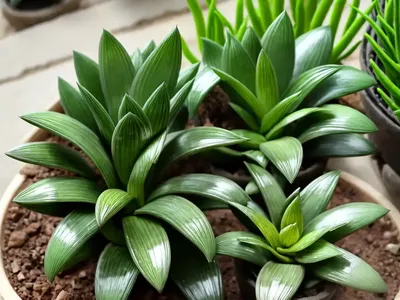 File Leafed Haworthia (Haworthia Limifolia Marloth)