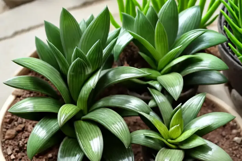 File leafed haworthia (haworthia limifolia marloth)