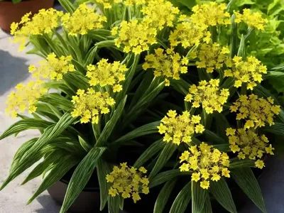Filzkraut (Filago Arvensis)