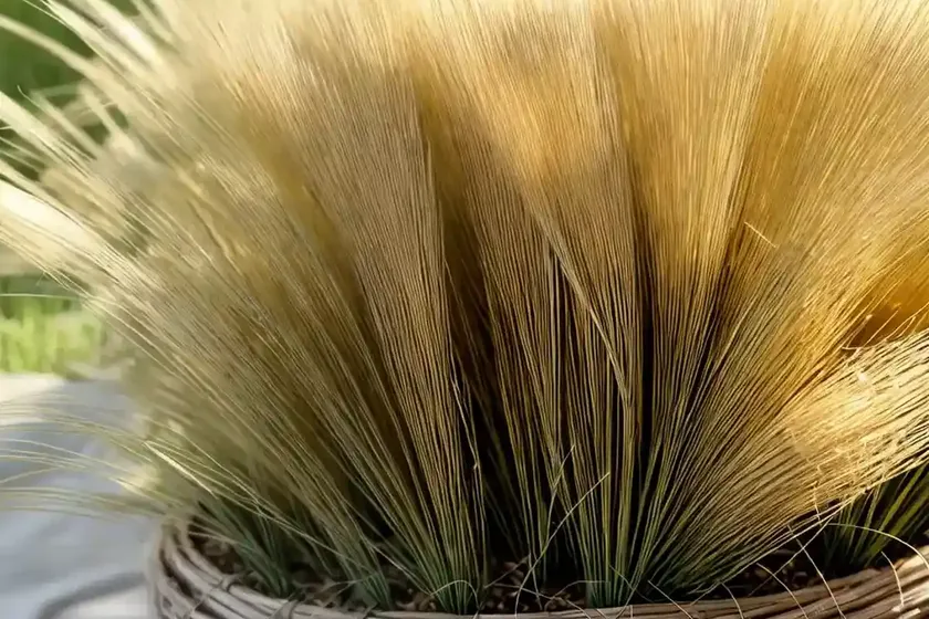 Fine-leaf sheep fescue (festuca filiformis) — photo 3