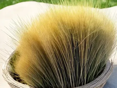 Fine-Leaf Sheep Fescue (Festuca Filiformis)