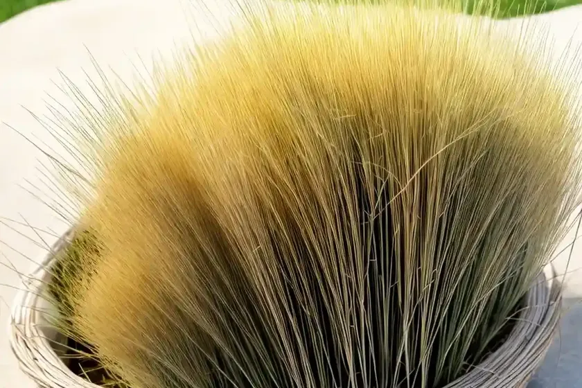 Fine-leaf sheep fescue (festuca filiformis)