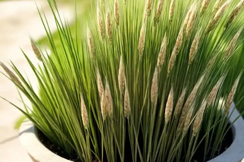 Finestem needlegrass (nassella tenuissima) — photo 2