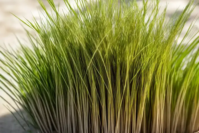 Finestem needlegrass (nassella tenuissima) — photo 3