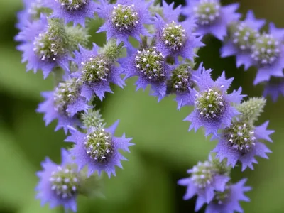 Finger Speedwell, Fingered Speedwell (Veronica Triphyllos)