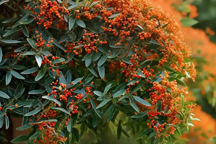 Firethorn (pyracantha) — photo 2