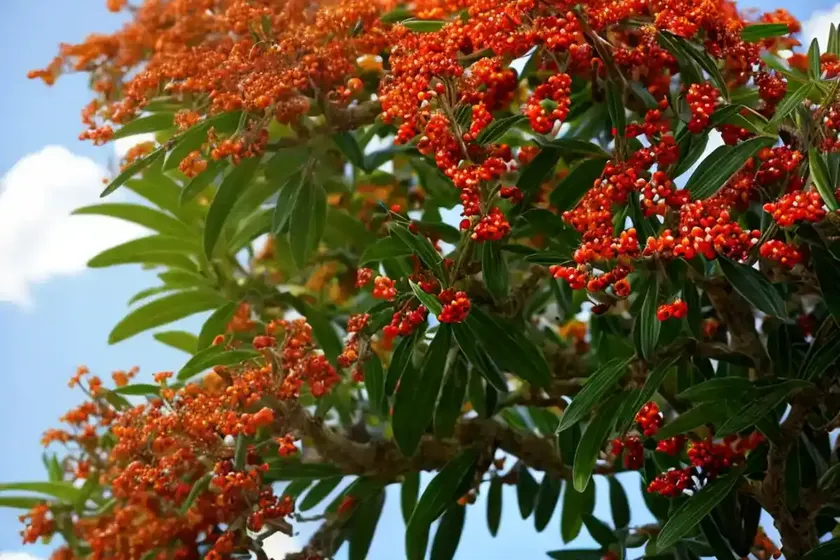 Firethorn (pyracantha) — photo 3