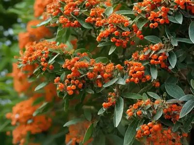 Firethorn (Pyracantha)