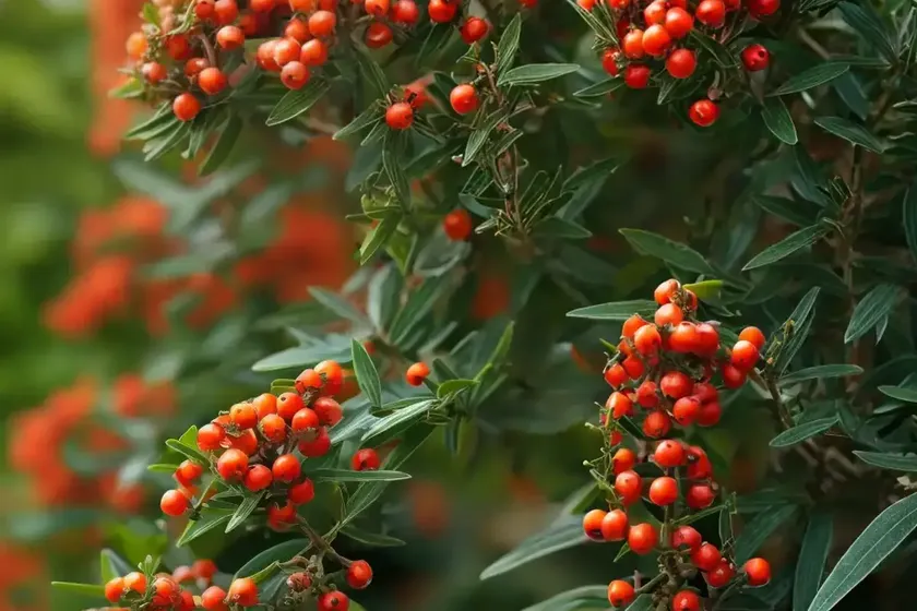 Firethorn (Pyracantha Angustifolia ‘Gnome’) — photo 2