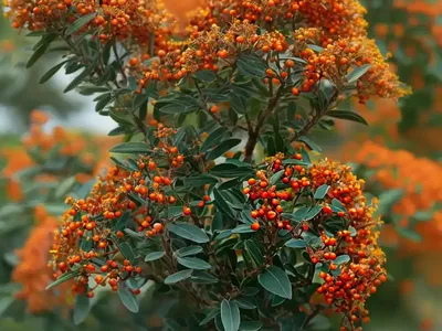Firethorn (Pyracantha Angustifolia ‘Gnome’)